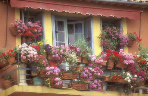Какие цветы посадить на балконе