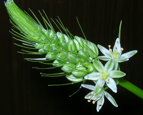 Индийский лук или орнитогалум: Комнатные растения