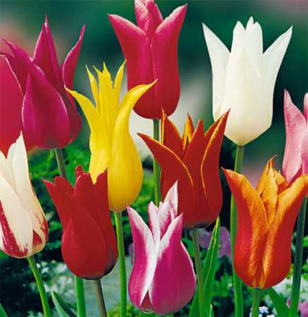 Лилиецветные тюльпаны