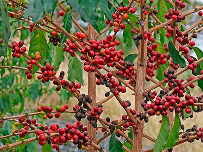 как вырастить дома кофейное дерево