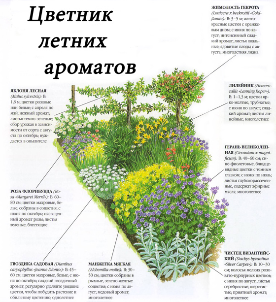 Схема цветника летних ароматов