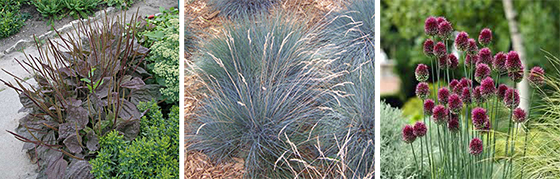 Plantago major ‘Atropurpurea’ ,Fastuca glauca, Allium sphaeroxephalum 