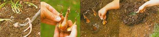 Техника размножения растений луковицами