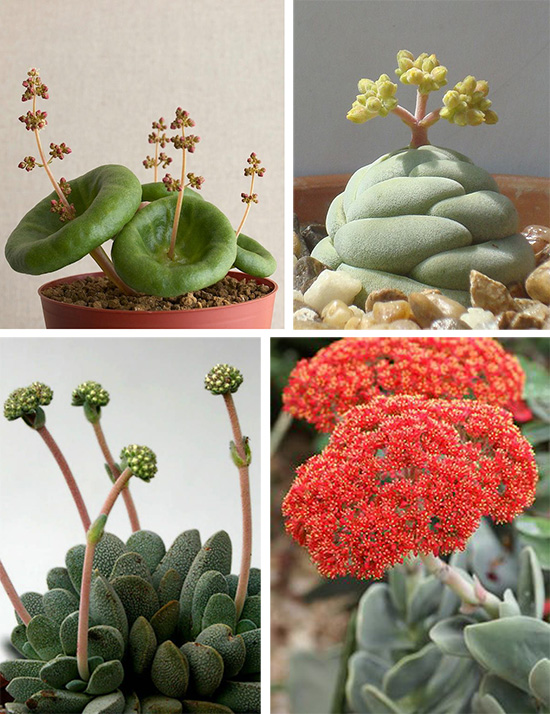 Суккулентные Растения Виды Фото И Названия