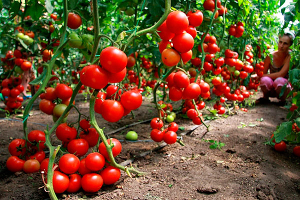 удобрение помидоров дрожжами