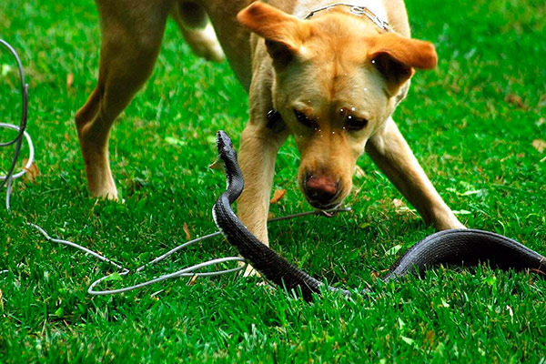 собаки защищают от змей