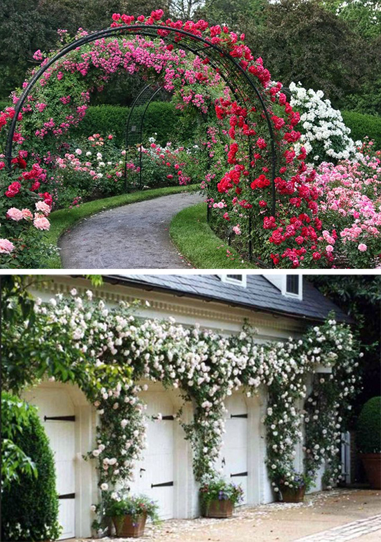 Плетистые розы в ландшафтном дизайне: фото, идеи, красивые решения