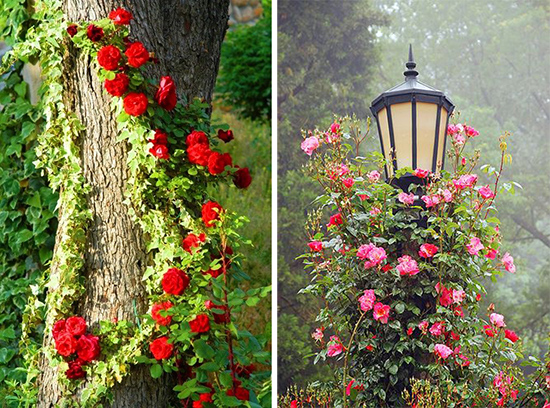 Плетистые розы в ландшафтном дизайне: фото, идеи, красивые решения