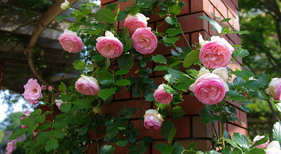 Садовые вьющиеся розы