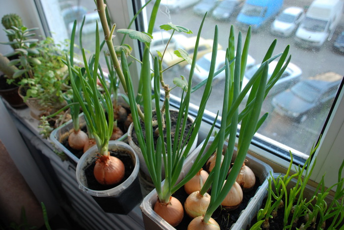 Зелень на подоконнике: как вырастить домашний огород