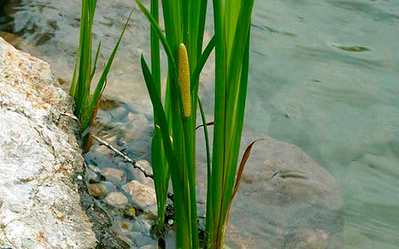 Аир болотный – описание и фото растения, его особенности
