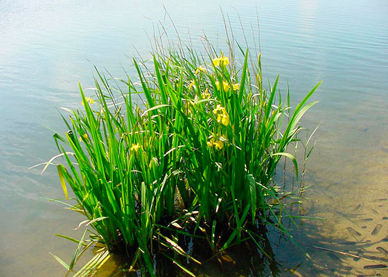 Аир болотный – описание и фото растения, его особенности