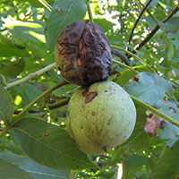 Как вылечить дерево грецкого ореха thumbnail
