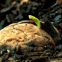 Как посадить грецкий орех правильно: как и когда, посадка и уход в открытом грунте