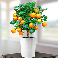 Как вырастить апельсин дерево из косточки в домашних условиях