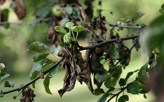 Как лечить болезни плодовых деревьев и меры профилактики