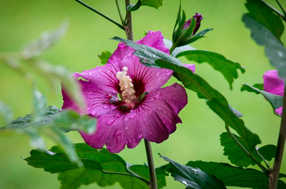 Гигантский цветок гибискуса семена харди как выращивать