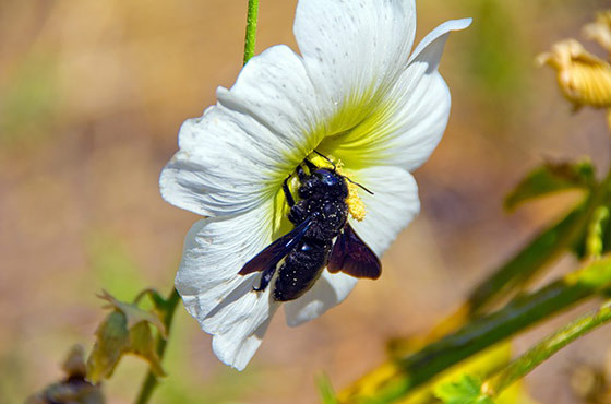 Гигантский цветок гибискуса семена харди как выращивать