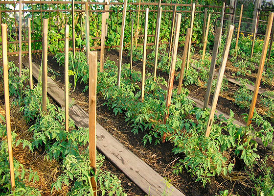 Сроки посадки овощных культур в открытый грунт в московской области