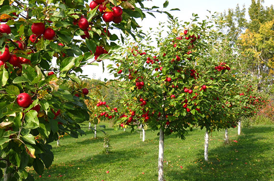 Фото и названия сортов лучших плодовых деревьев