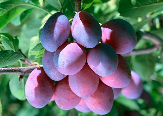 Фото и названия сортов лучших плодовых деревьев