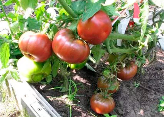 Темные помидоры лучшие сорта: посадка и уход