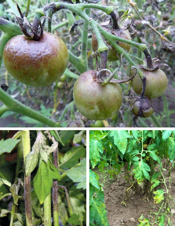 Профилактика фитофторы на помидорах в открытом грунте: методы защиты