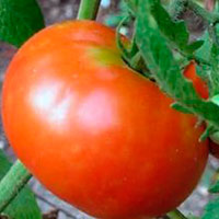 Лучшие томаты для сибири открытый грунт