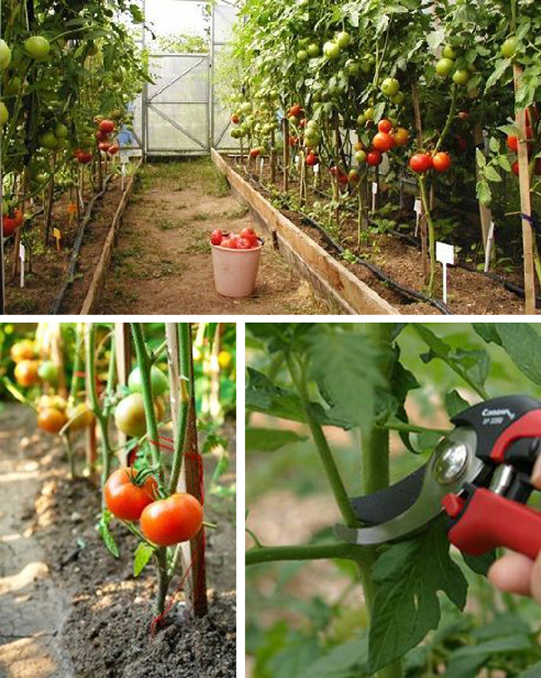 Чем обработать помидоры в теплице от фитофторы: защита и профилактика