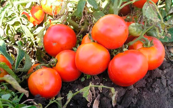 tomat-lubimec-podmoskovja-4