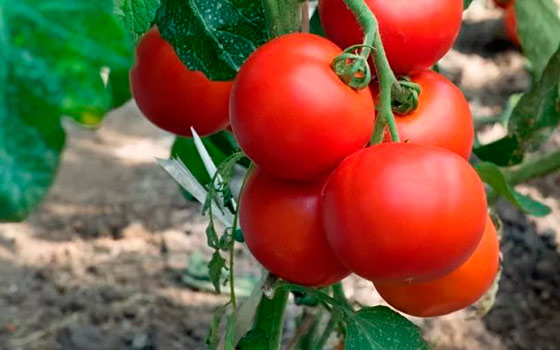 tomat-lubimec-podmoskovja-5