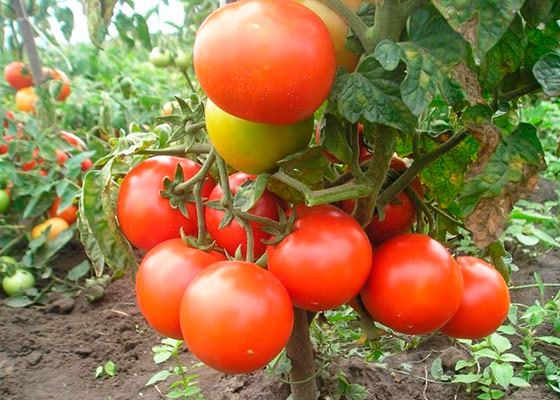 tomat-lubimec-podmoskovja-7