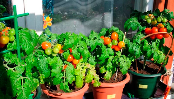 Выращиваем помидоры черри на балконе: полезные советы
