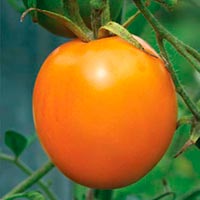 Томат Апельсин характеристика и описание сорта урожайность с фото