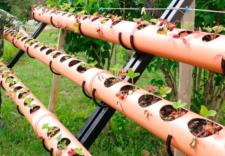 Как выращивать клубнику в трубах в домашних условиях?
