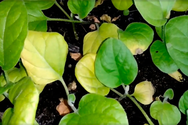 Желтеют листья у рассады баклажанов – что делать и чем подкормить