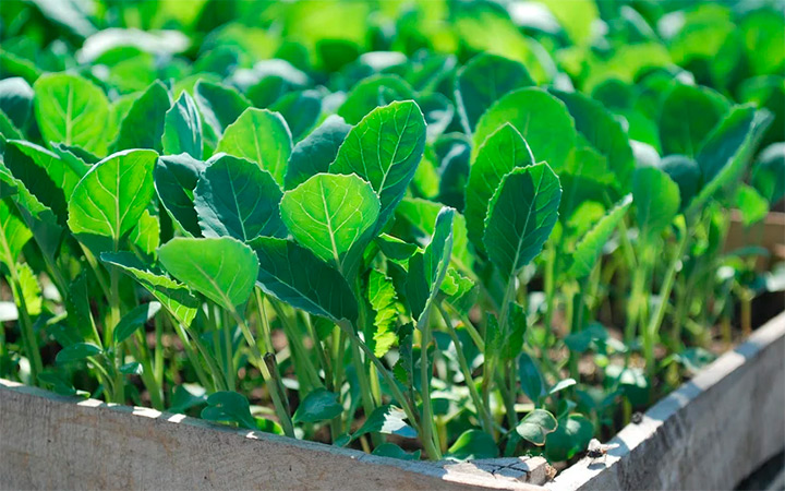 10 секретов выращивания капусты на рассаду у себя дома
