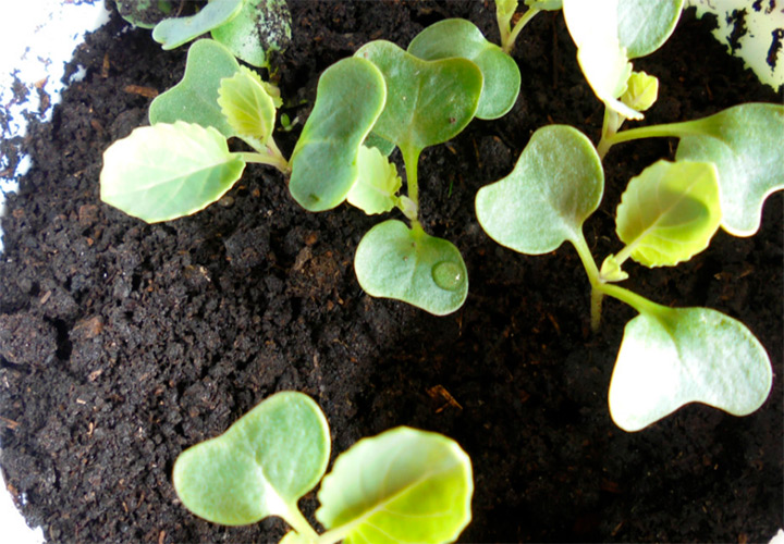 10 секретов выращивания капусты на рассаду у себя дома