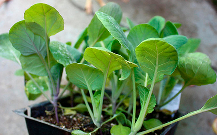 Чем подкормить рассаду капусты – препараты и народные средства