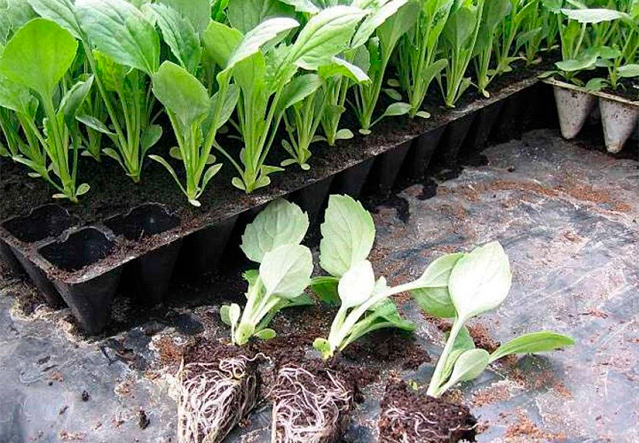Чем подкормить рассаду капусты – препараты и народные средства