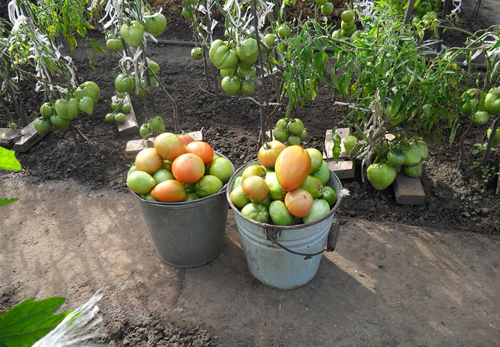 Грунт для помидоров в теплице своими руками