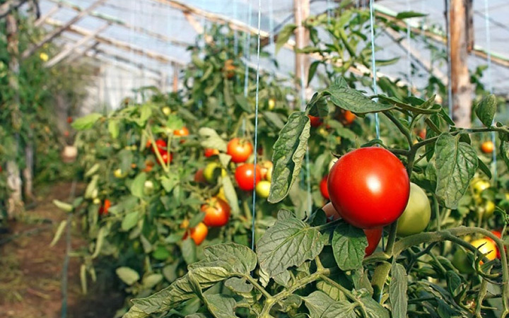 При какой температуре может погибнуть рассада томатов