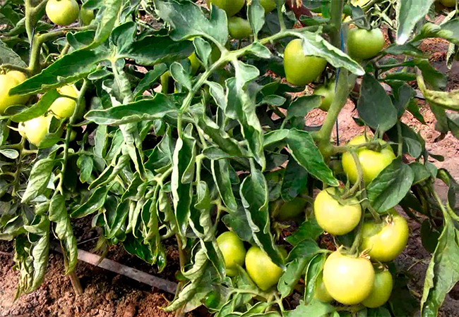 Болезни томатов в открытом грунте: описание, фото и лечение